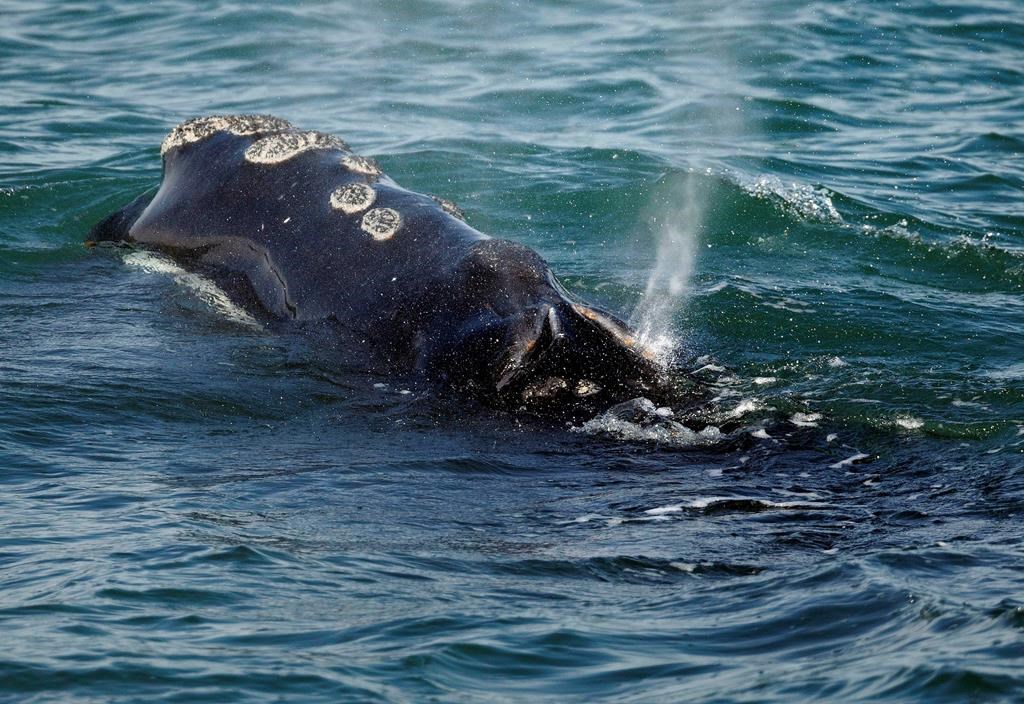 Une baleine noire empêtrée dans le sud du golfe du Saint-Laurent