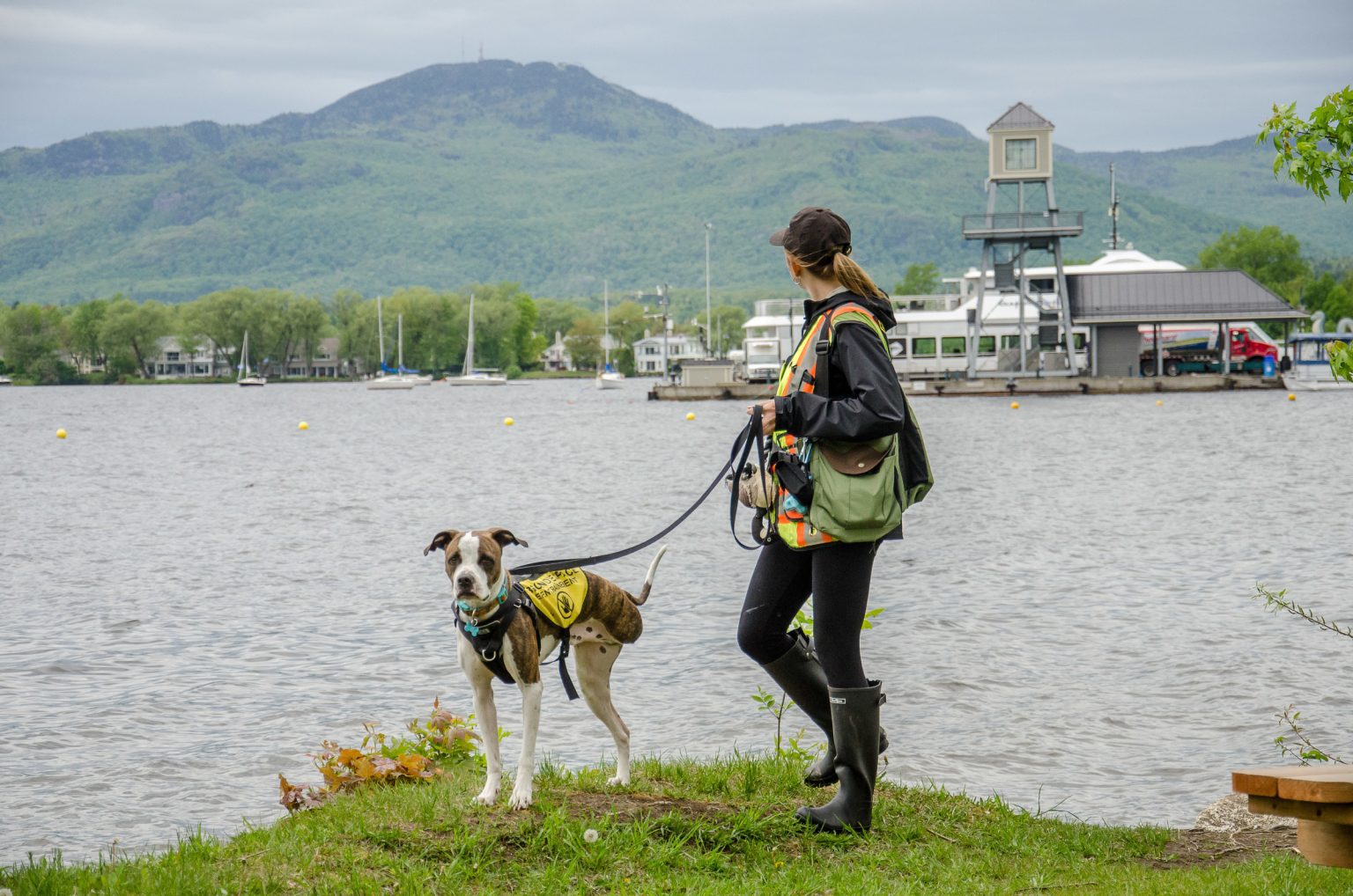 Magog recrute un chien amputé pour faire peur aux oiseaux Le Reflet