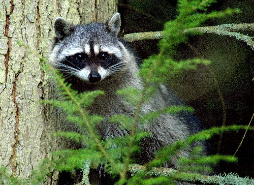 Memphrémagog raccoon rabies cases prompt aerial vaccination campaign